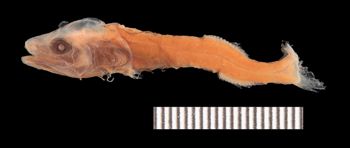 Media type: image;   Ichthyology 128294 Aspect: lateral,description